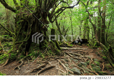 屋久島　白谷雲水峡 奉行杉コースの苔むした登山道 29833277
