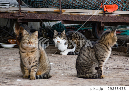 漁港に住む野良猫 北海道 小樽市の写真素材