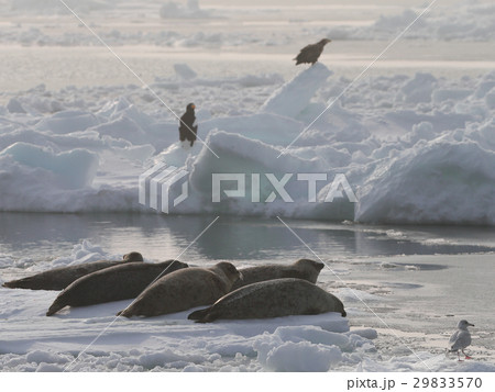 流氷に憩うワシとアザラシの写真素材