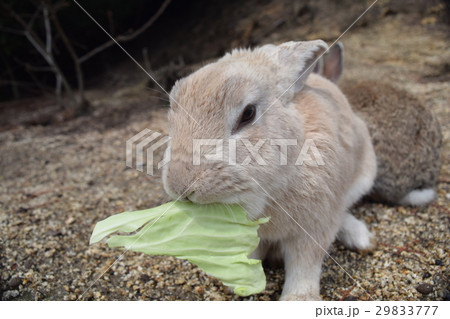 キャベツを食べるウサギの写真素材