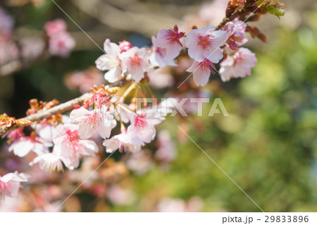 薄寒桜 29833896