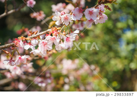 薄寒桜 薄寒桜 29833897