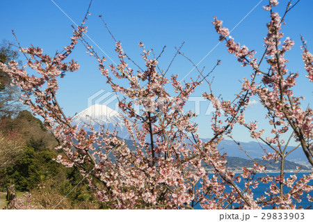 薩埵峠から見る富士山と薄寒桜 薩埵峠から見る富士山と薄寒桜 29833903