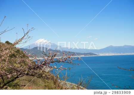 薩埵峠から見る富士山と薄寒桜 薩埵峠から見る富士山と薄寒桜 29833909