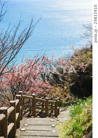 薩埵峠遊歩道に咲く薄寒桜 薩埵峠遊歩道に咲く薄寒桜 29833910