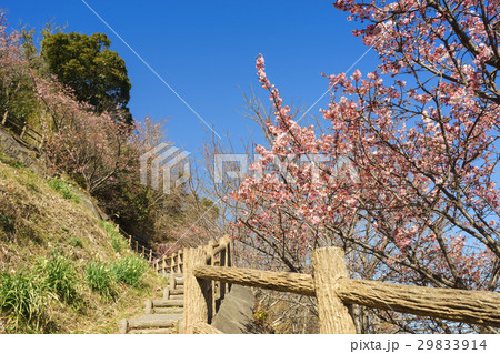 薩埵峠遊歩道に咲く薄寒桜 薩埵峠遊歩道に咲く薄寒桜 29833914