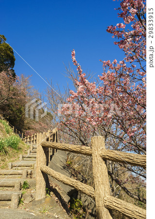 薩埵峠遊歩道に咲く薄寒桜 29833915