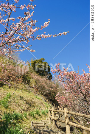 薩埵峠遊歩道に咲く薄寒桜 薩埵峠遊歩道に咲く薄寒桜 29833919