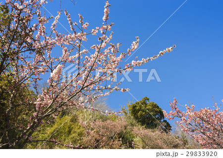 薄寒桜 薄寒桜 29833920