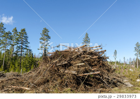 Firewood of felling residues Firewood of felling residues 29833973