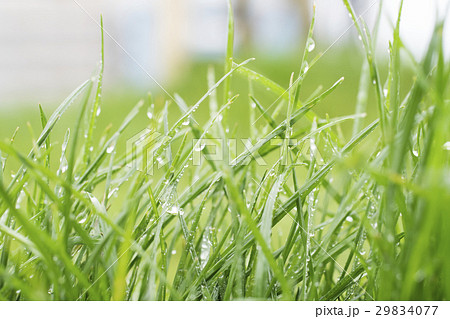 芝つゆ 芝つゆ 29834077