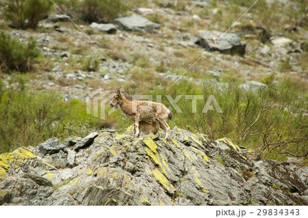 Mountain goat descends on stones Mountain goat descends on stones 29834343