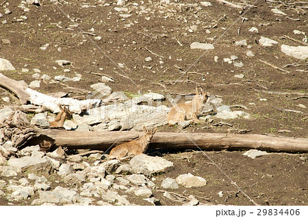 Mountain goat descends on stones Mountain goat descends on stones 29834406