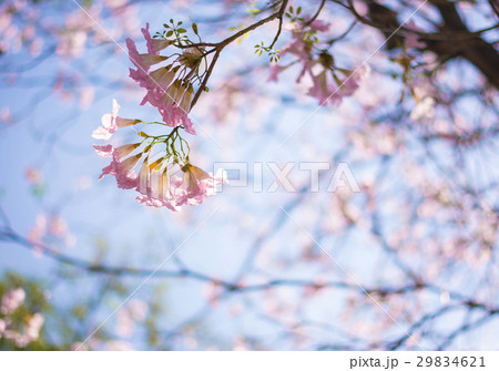 Pink trumpet flowers blooming Pink trumpet flowers blooming 29834621