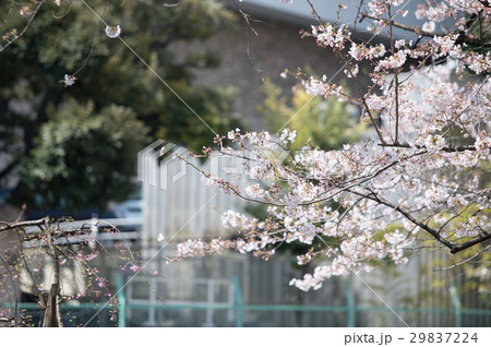 桜　開花　白　ピンク　桃色 29837224