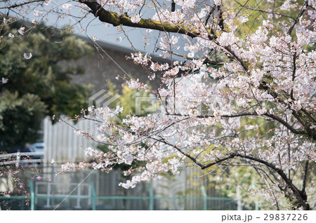 桜 開花 白 ピンク 桃色 桜 開花 白 ピンク 桃色 29837226