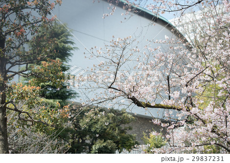 桜　開花　白　ピンク　桃色 29837231