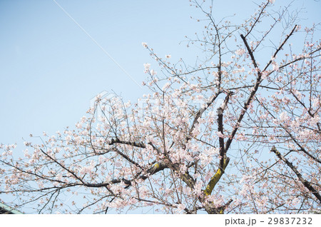 桜 開花 白 ピンク 桃色 桜 開花 白 ピンク 桃色 29837232