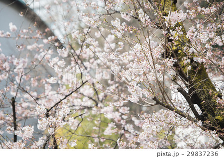 桜 開花 白 ピンク 桃色 桜 開花 白 ピンク 桃色 29837236