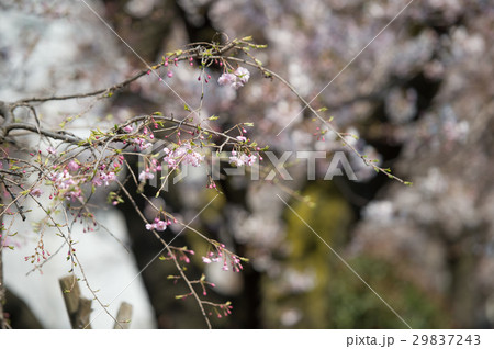 桜 開花 白 ピンク 桃色 桜 開花 白 ピンク 桃色 29837243