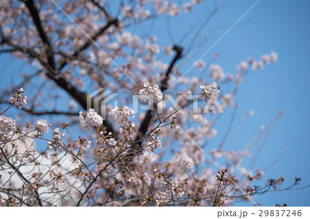 桜 開花 白 ピンク 桃色 桜 開花 白 ピンク 桃色 29837246