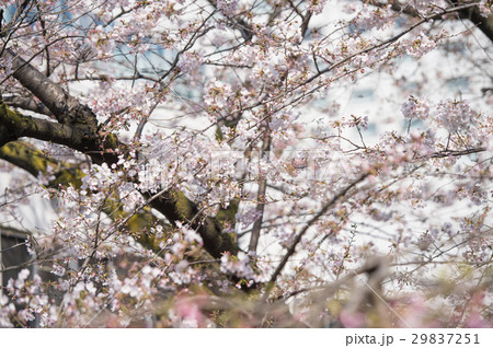 桜 開花 白 ピンク 桃色 桜 開花 白 ピンク 桃色 29837251