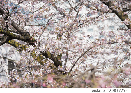 桜 開花 白 ピンク 桃色 桜 開花 白 ピンク 桃色 29837252