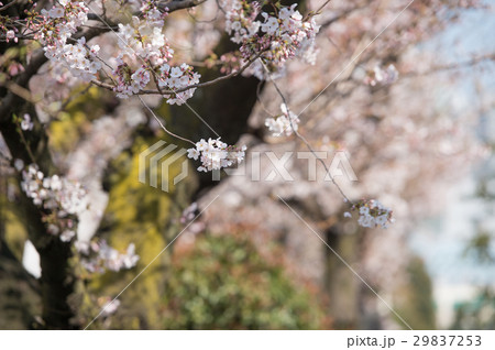 桜 開花 白 ピンク 桃色 桜 開花 白 ピンク 桃色 29837253