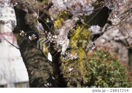 桜　開花　白　ピンク　桃色 29837254