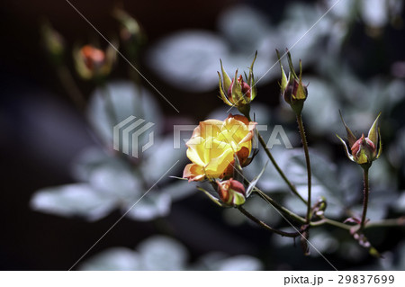 自然 天然 ナチュラル 29837699