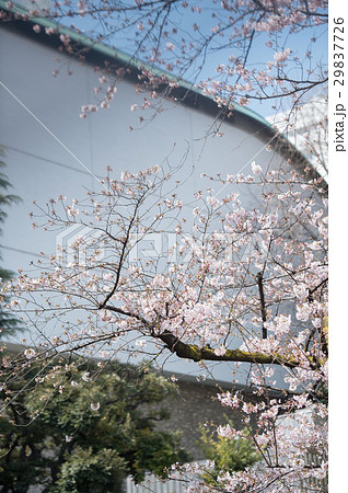 桜　開花前　つぼみ　開花　晴天　ピンク　青　緑 29837726