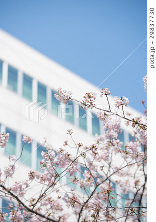桜　開花前　つぼみ　開花　晴天　ピンク　青　緑 29837730