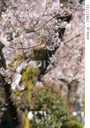 桜　開花前　つぼみ　開花　晴天　ピンク　青　緑 29837731