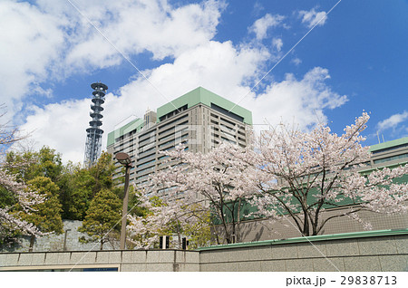 東京 満開の桜 防衛省 東京 満開の桜 防衛省 29838713
