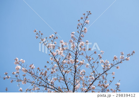 桜　開花前　つぼみ　開花　晴天　ピンク　青　緑 29839412