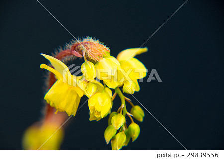 早春に咲くイカリソウ 29839556