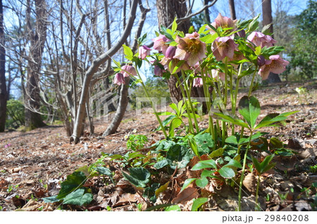 薄紫色の「クリスマスローズ」（赤城自然園／群馬県渋川市） 29840208
