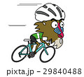 ロードバイクに乗って高速走行するマントヒヒ 29840488