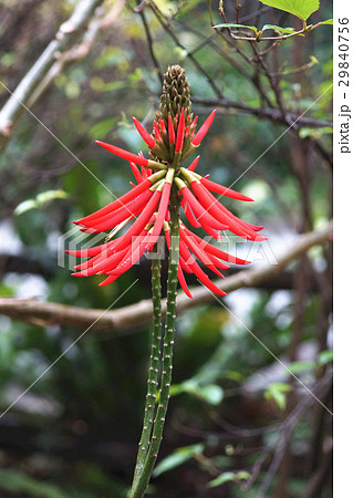 落ち葉 落葉 おちば 29840756