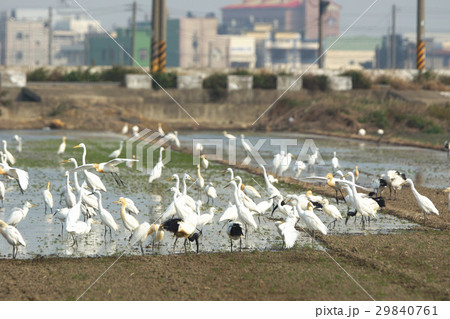 鳥 鳥綱 休み 29840761