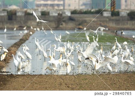 鳥 鳥綱 休み 29840765