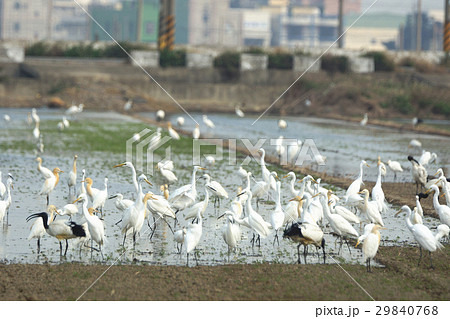 鳥 鳥綱 鳥の群れ 29840768