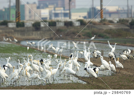 鳥 鳥綱 鳥の群れ 29840769