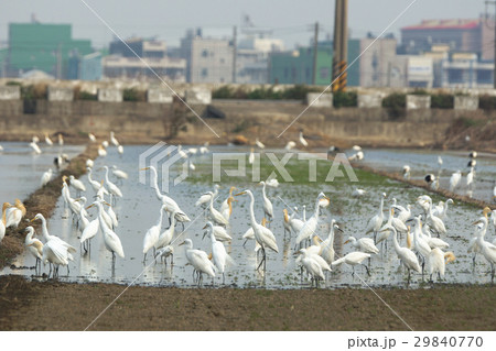 鳥 鳥綱 休み 29840770