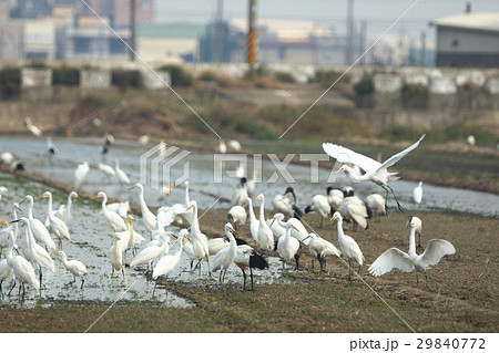 鳥 鳥綱 鳥の群れ 29840772