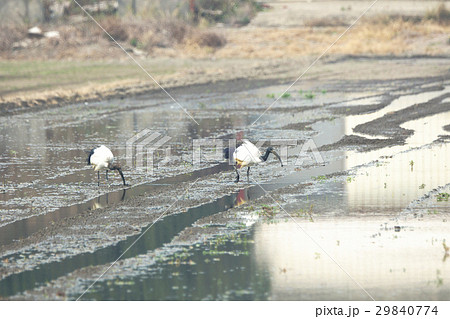 鳥 白鷺 シロサギ 29840774