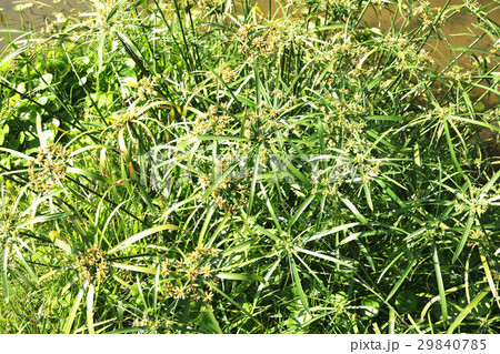 植物 工場 プランツ 29840785