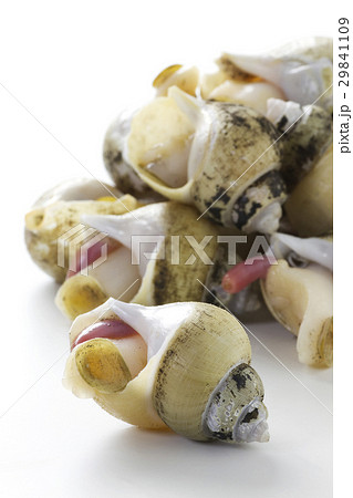 バイ貝3 29841109
