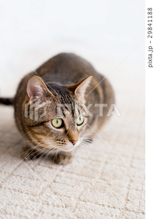 猫 ねこ 猫 ねこ 29841188