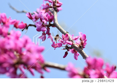 日本ミツバチとハナズオウの花 日本ミツバチとハナズオウの花 29841429